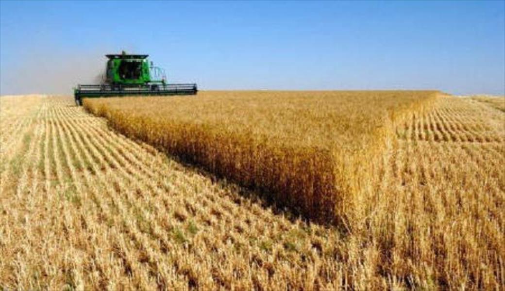 تونس: توقعات بارتفاع محصول الحبوب إلى 2.2 مليون طن