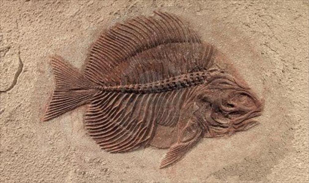 التبرع بحفريات يعود تاريخها لأكثر من 85 مليون سنة لمتحف بكنساس