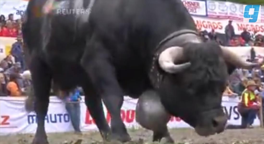 بالفيديو: الآلاف يحضرون لمشاهدة مصارعة الأبقار في سويسرا