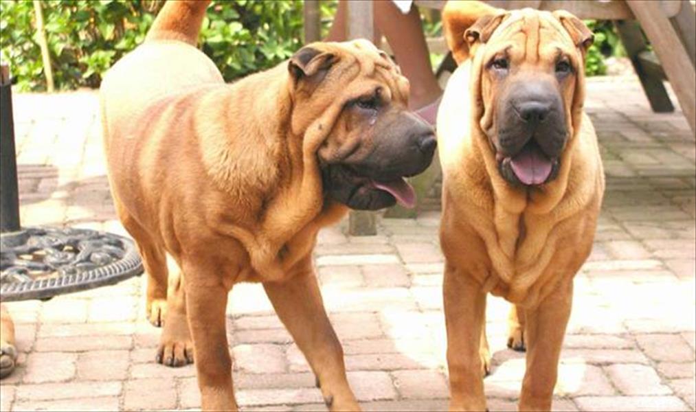الصين تقضي بسجن عصابة تبيع لحوم كلاب مسممة