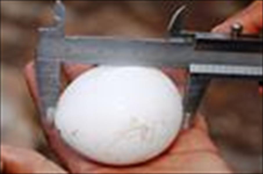 اكتشاف بيضة لطائر جارح مهدد بالانقراض في الجبل الأخضر