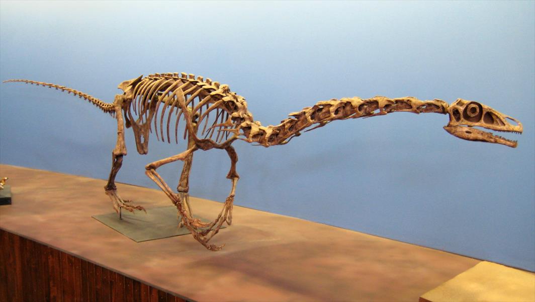 اكتشاف بقايا ديناصور فريد في الأرجنتين
