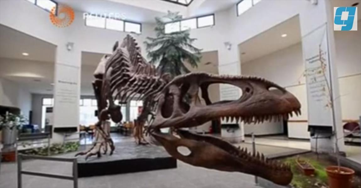 بالفيديو: متحف الأرجنتين يستقبل أكبر حفرية لديناصور في العالم