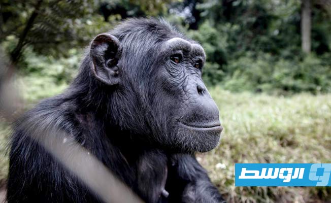 دراسة: الشمبانزي تستطيع التفكير في بدائل مثل الإنسان