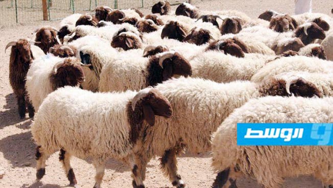 وصول باخرة تحمل 22 ألف خروف مستورد من رومانيا إلى ميناء طبرق