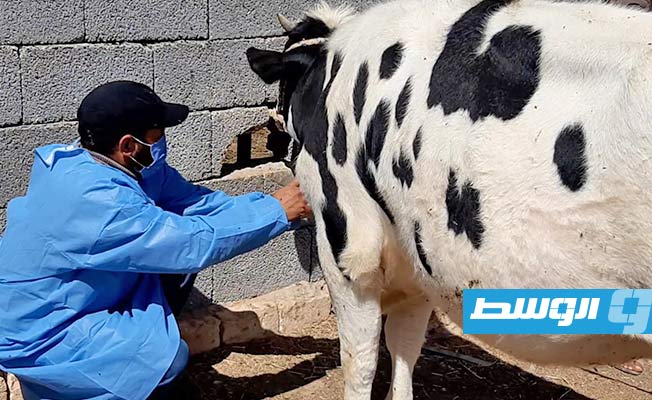 حملة بيطرية لتحصين الأبقار ضد «الحمى القلاعية» في بني وليد