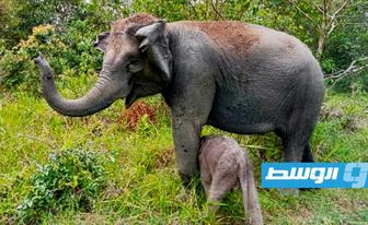 ولادة فيل سومطري ثانٍ خلال شهر بمحمية في إندونيسيا