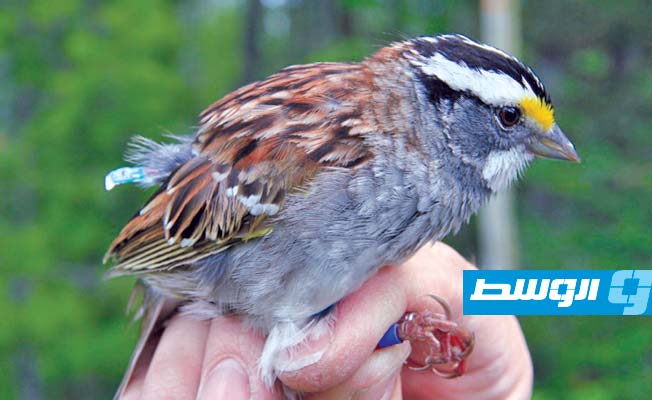 حيلة الطيور المدارية لمقاومة الجفاف