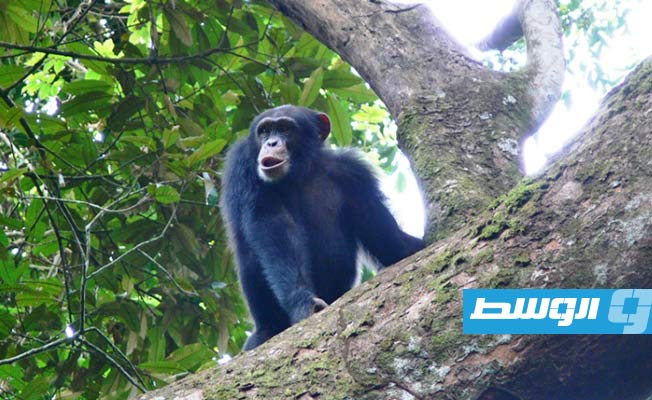 الحمض النووي يسهم في مكافحة تهريب الشمبانزي