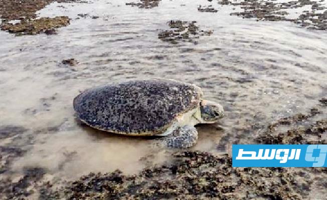 السلاحف البحرية في اليمن مهددة بالانقراض نتيجة التغير المناخي