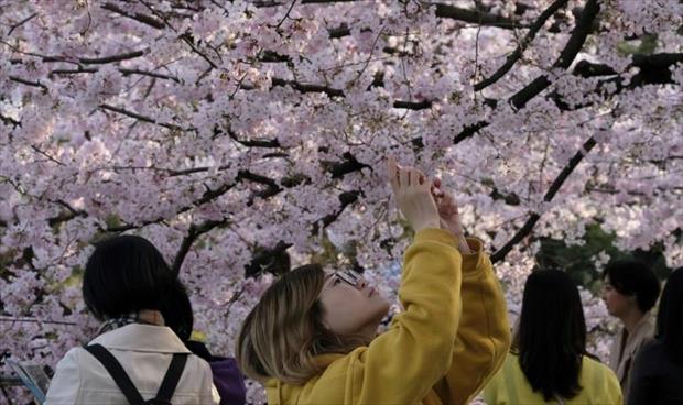حاكمة طوكيو: إلغاء مهرجانات تفتح زهر الكرز بسبب «كورونا»