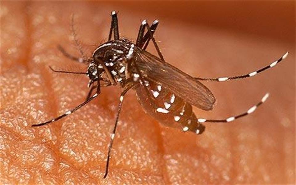 تعديل جينات البعوض يفتح باب الأمل للقضاء على الملاريا