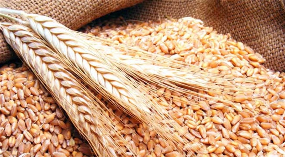 مصر تطلب مناقصة لشراء كمية غير محددة من القمح
