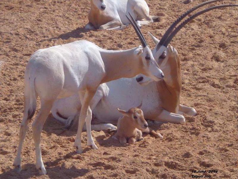 مولود جديد لحيوان السياف المهدد بالانقراض بحديقة حيوان طرابلس