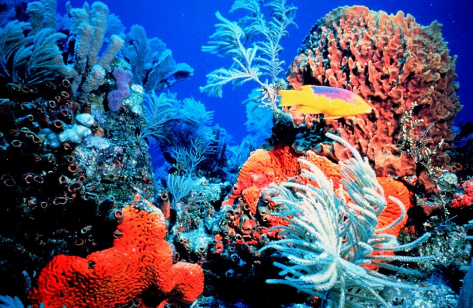 الشعاب المرجانية قد تختفي خلال 20 عامًا