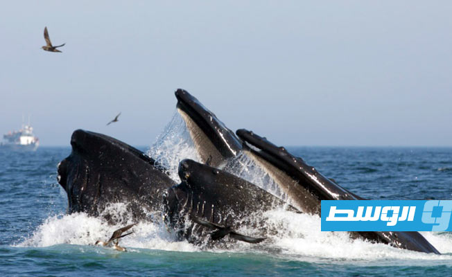 شهية الحيتان أكبر بكثير من المتوقع ولها دور بيئي أساسي
