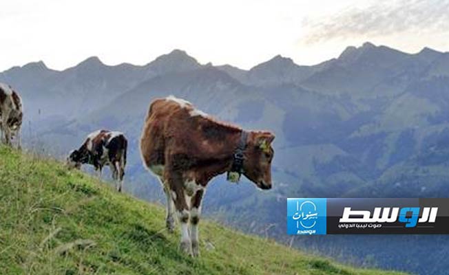 خبراء يشككون في فعالية تغيير نظام البقر الغذائي لتقليص انبعاثات الميثان