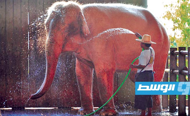 تايلاند: فيل جائع يقتل مزارعا