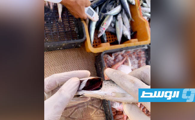 حملة تفتيش على أسواق الأسماك والدواجن في الزنتان، 8 أغسطس 2023. (مركز الرقابة على الأغذية)
