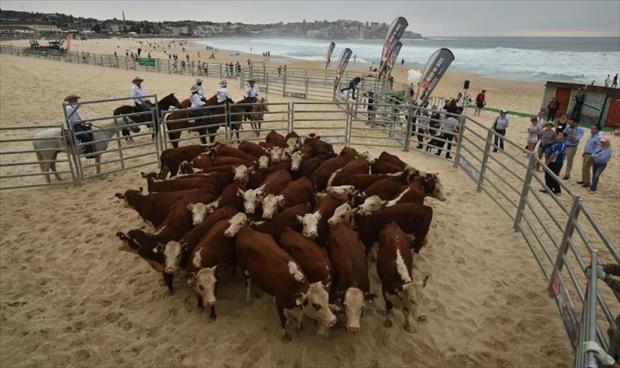 الأبقار تجتاح شاطئًا أستراليًّا للمطالبة بخدمات صحية