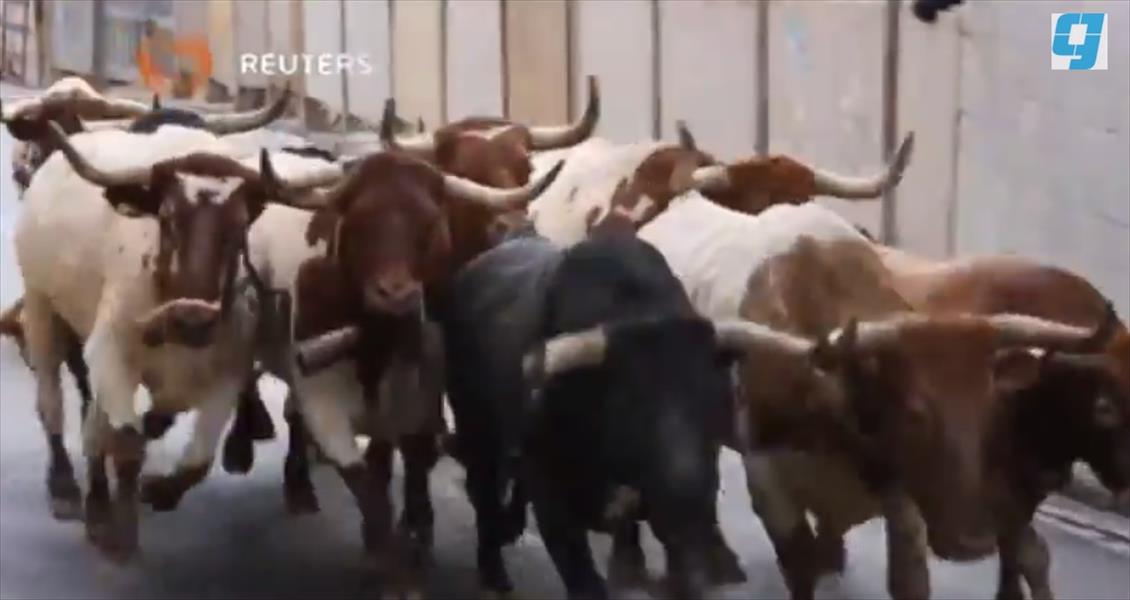 بالفيديو: الثيران تصيب ثلاثة في ختام مهرجان «بامبلونا لركض الثيران»