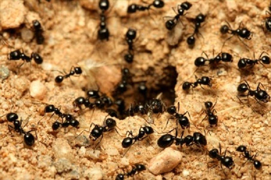 النمل قد يعالج ظاهرة الاحتباس الحراري
