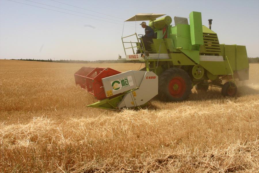 الجزائر: تراجع محصول الحبوب إلى 3 ملايين طن