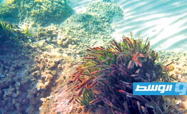 نبتة البوسيدونيا البحرية من شواطئ بنغازي (الجمعية اليبية لحماية الأحياء البحرية)