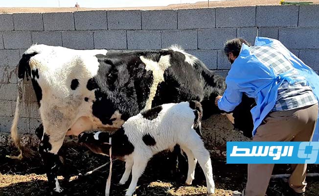 حملة تحصين الأبقار ضد مرض الحمى القلاعية في بني وليد. (الإنترنت)