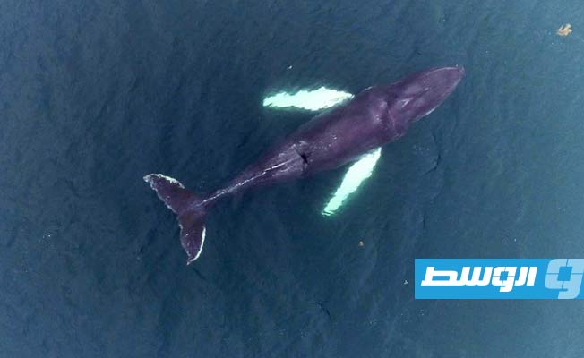 آيسلندا تعلن موعد وقف صيد الحيتان نهائيا