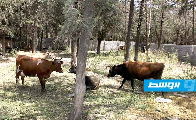 «بلدي شحات» يهدد بنشر أسماء أصحاب الأبقار المتجولة