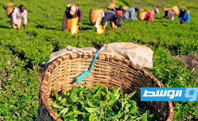 تحقيق صادم لـ«بي بي سي».. العمل مقابل الجنس بمزارع الشاي البريطانية في كينيا
