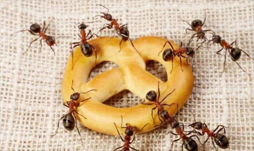 تخلصي من النمل في مطبخك في 5 خطوات