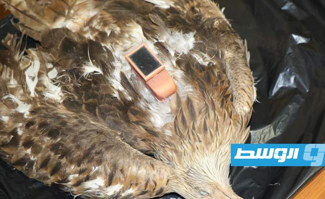 مواطن يسلم وزارة البيئة جهاز تتبع لطائر عثر عليه نافقا بمزرعته في الجنوب