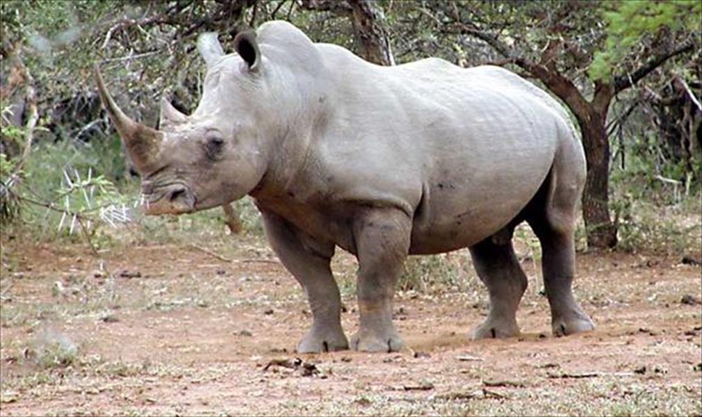 حرق قرون وحيد القرن لإنقاذه من الإنقراض