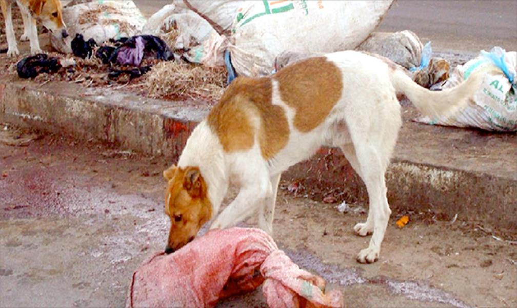 الكلاب آكلة الجثث تهدد سكان بنغازي بداء السعار