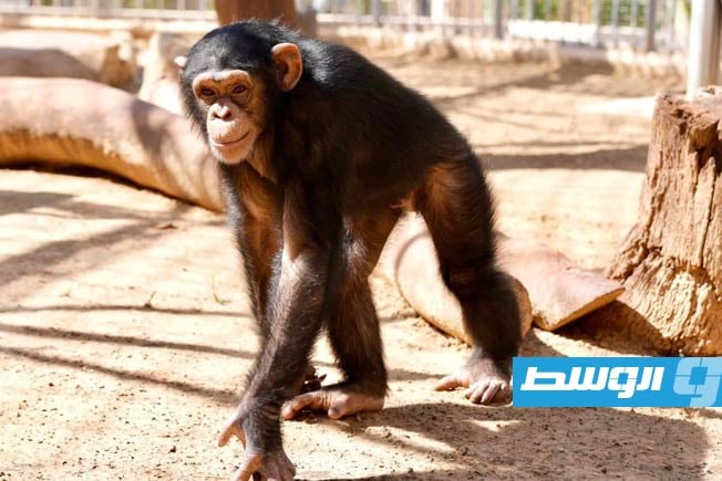 Pictures: Crowds gather for the opening of the Tripoli Zoo