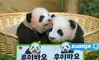 ميلاد أول توأمين من الباندا بحديقة حيوانات في كوريا الجنوبية