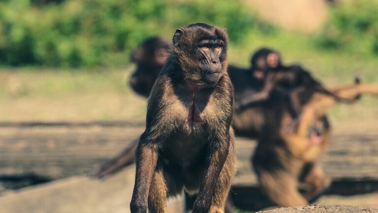 استفتاء في سويسرا قد يمنح القردة «حقوقا أساسية» كالبشر