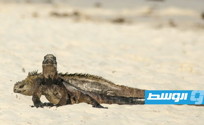 عنب السياح يهدد حيوانات الإغوانة على شواطئ الباهاماس