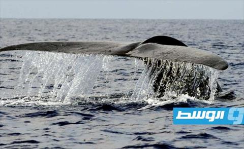 الحيتان الزرقاء تبتلع نحو عشرة ملايين قطعة من البلاستيك يوميًا