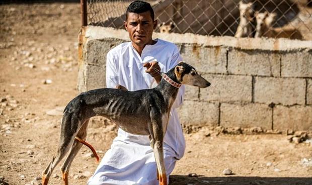 تربية «كلاب السلوقي» مهنة رائجة في قرية سورية