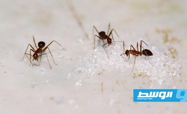 طرق آمنة للتخلص من النمل في بيتك