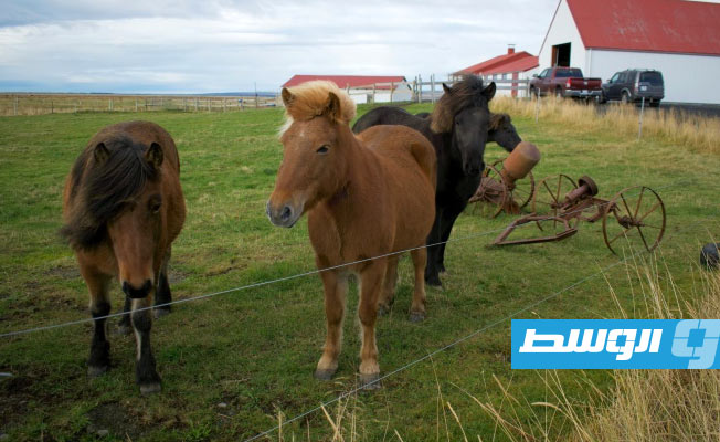 استخراج أدوية من دماء الخيول في آيسلندا