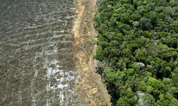 البرازيل تطلب مساعدات بقيمة مليار دولار للحد من إزالة الغابات