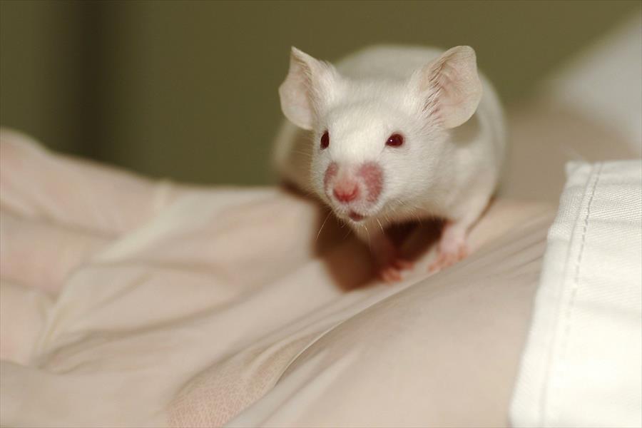 زراعة أمعاء بشرية داخل فئران بالمعامل