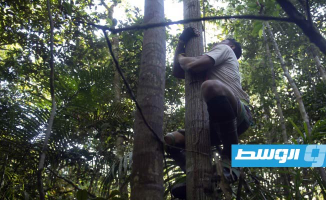 «متسلقو الأشجار» بالأمازون حاجة ضرورية للأبحاث العلمية