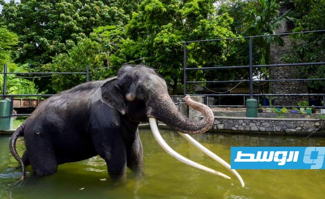 تايلاند تستعد لإعادة فيل مريض من سريلانكا