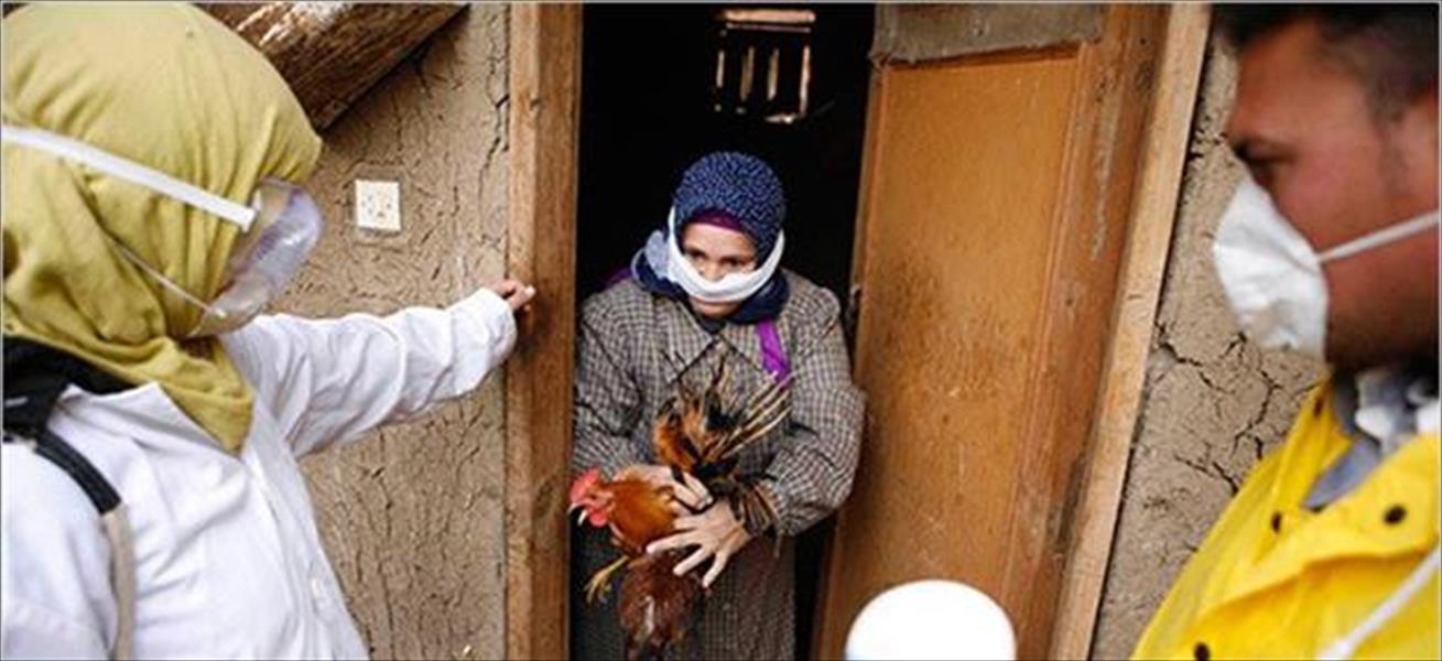 ثاني وفاة بأنفلونزا الطيور في مصر خلال يومين