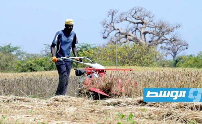 عامل من المعهد السنغالي للبحوث الزراعية يحصد القمح في حقل في سنغالكام بالقرب من داكار. (أ ف ب)
